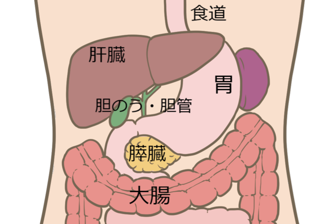 消化器内科領域の臓器部位シェーマ